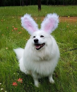 SRT volunteers and Samoyeds at an adoption event