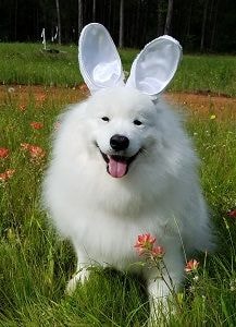 Samoyed being transported to a foster home