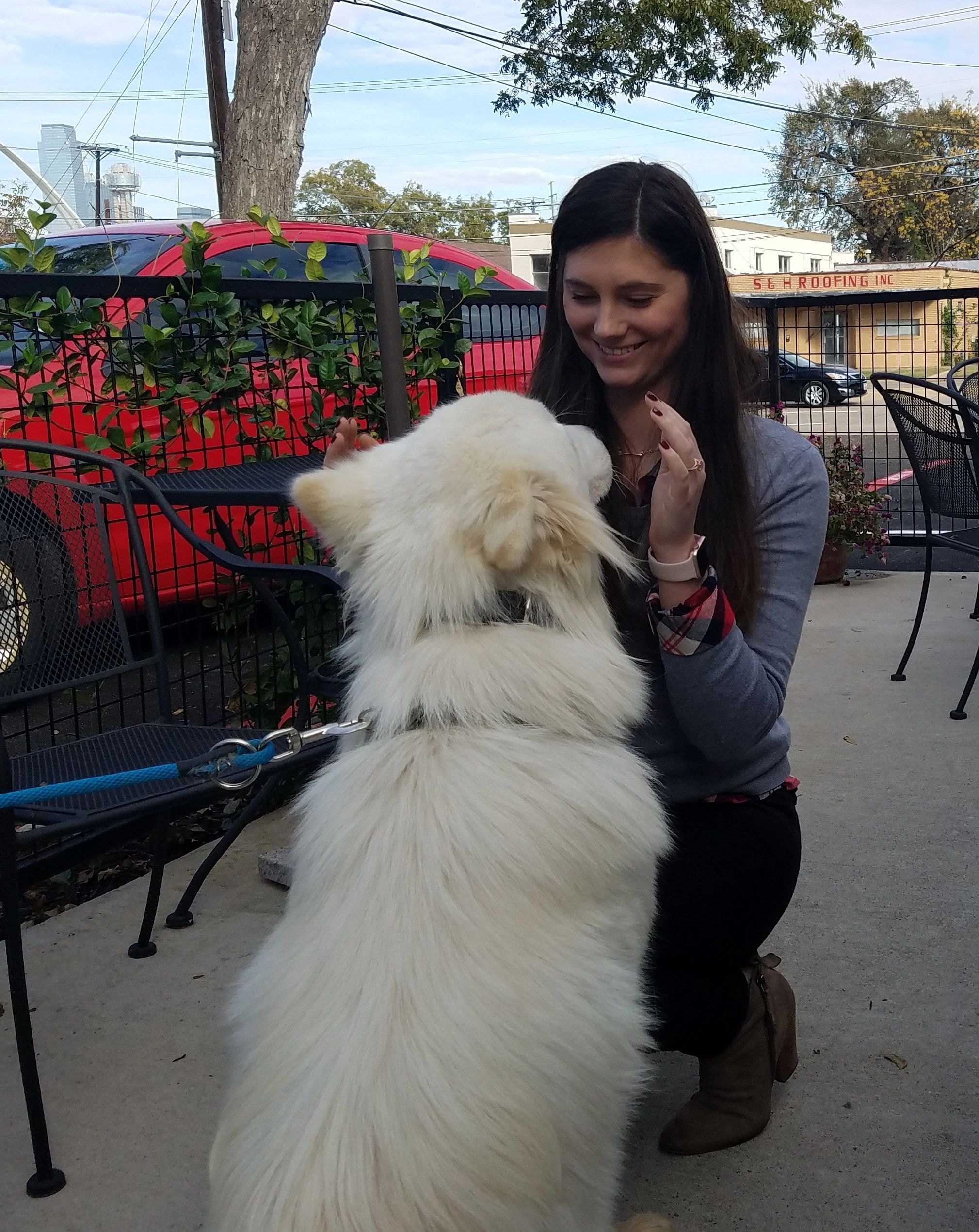 SRT fundraising event with Samoyeds