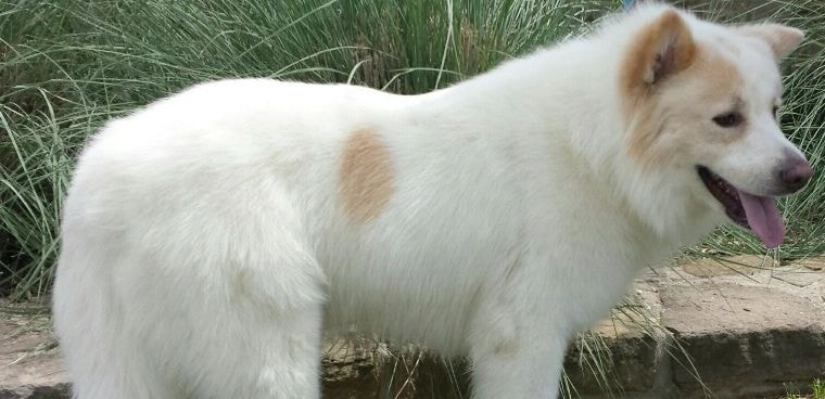 Yuri — adopted Samoyed
