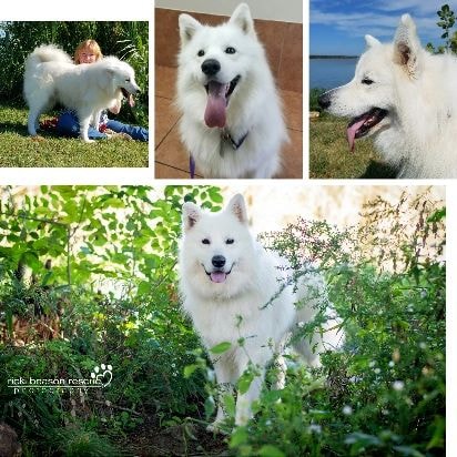 George — adopted Samoyed