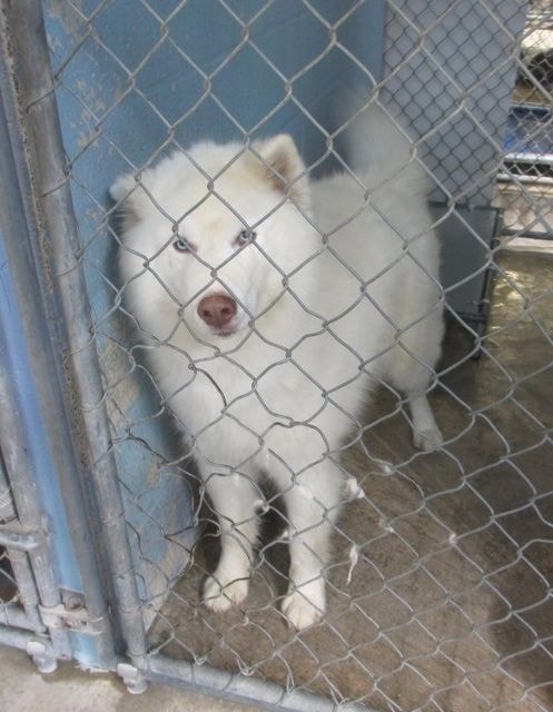 Addie — adopted Samoyed