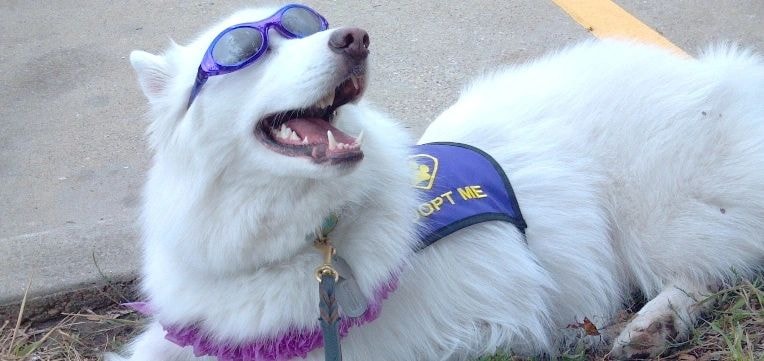 Briana — adopted Samoyed