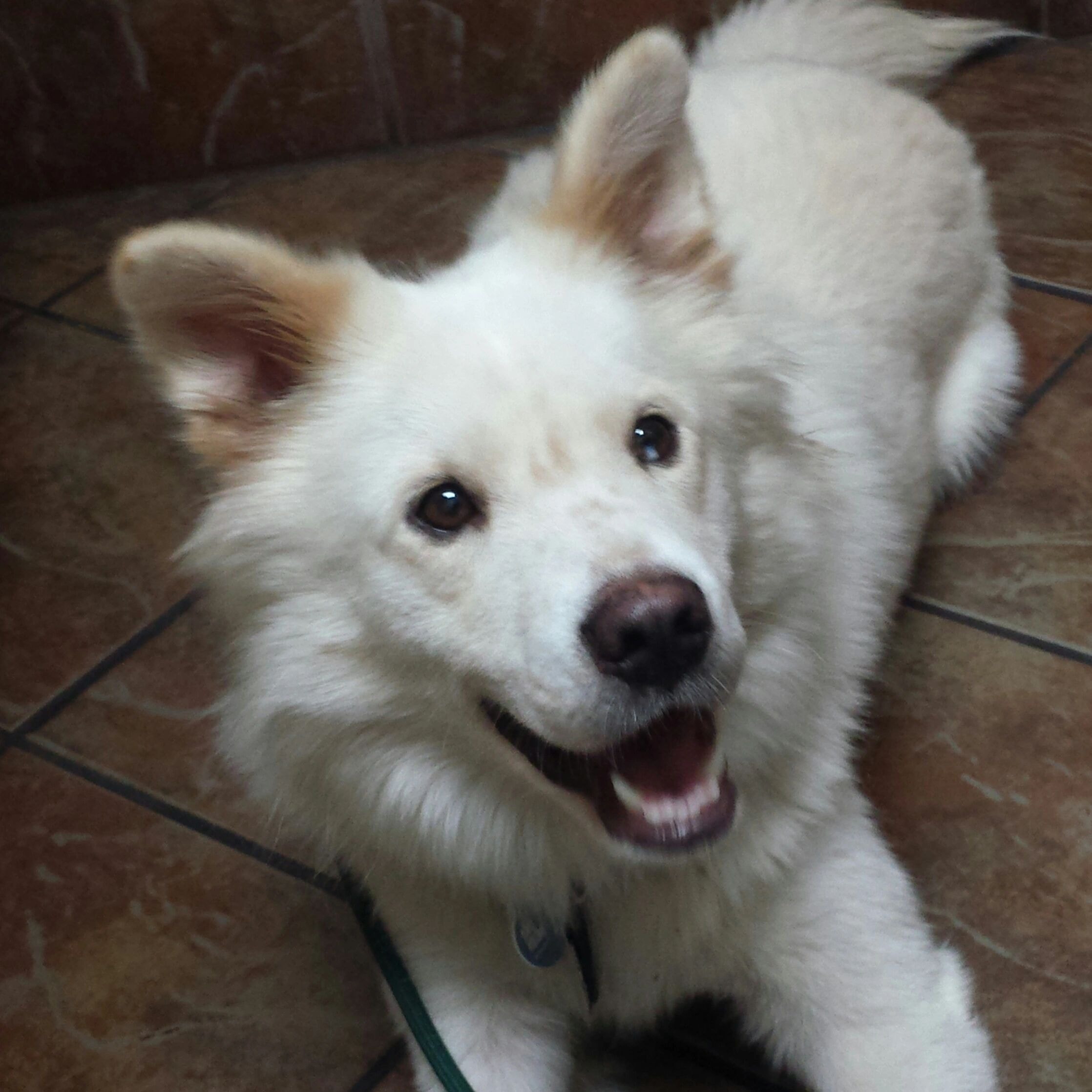 Dakota — adopted Samoyed