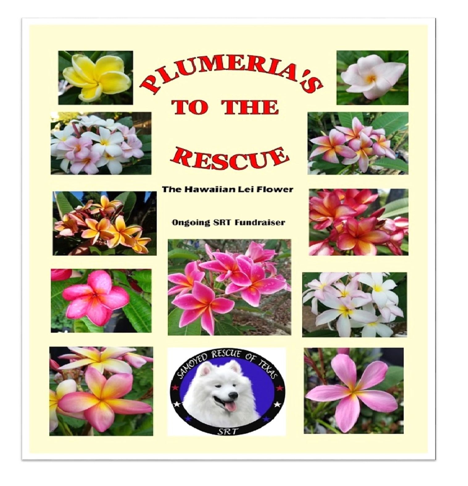 Beautiful plumerias supporting Samoyed Rescue of Texas