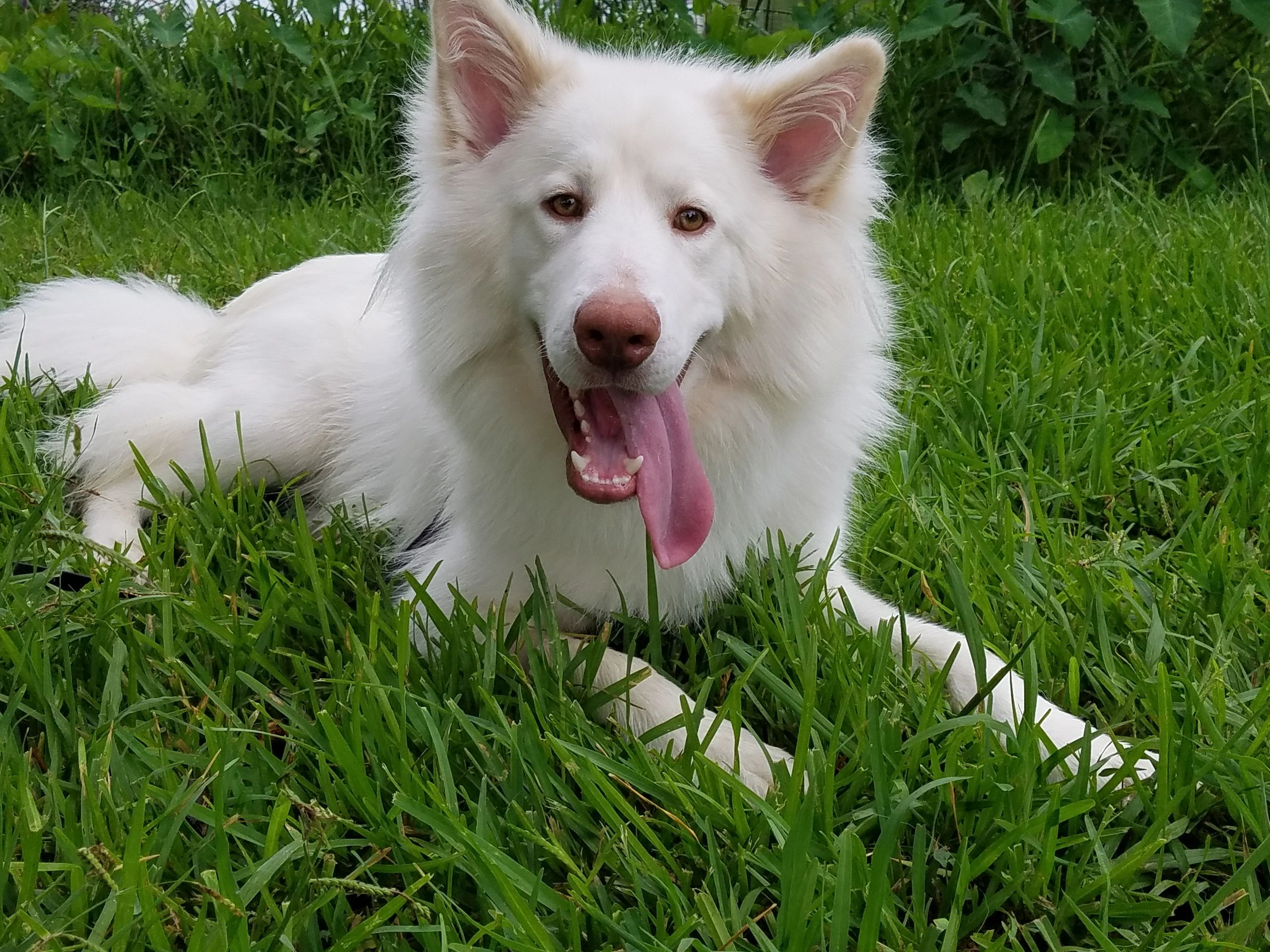 Happy Samoyed outdoors