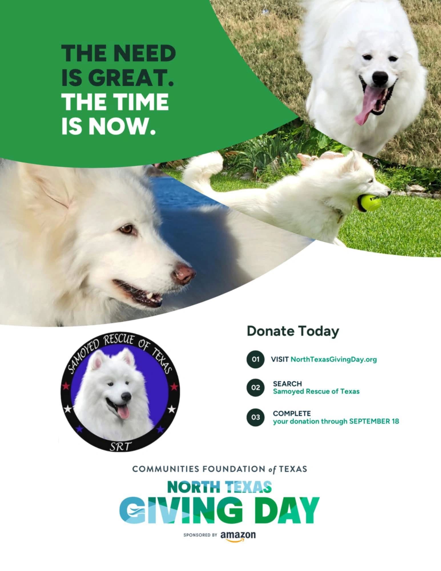 Tika, a rescued Samoyed